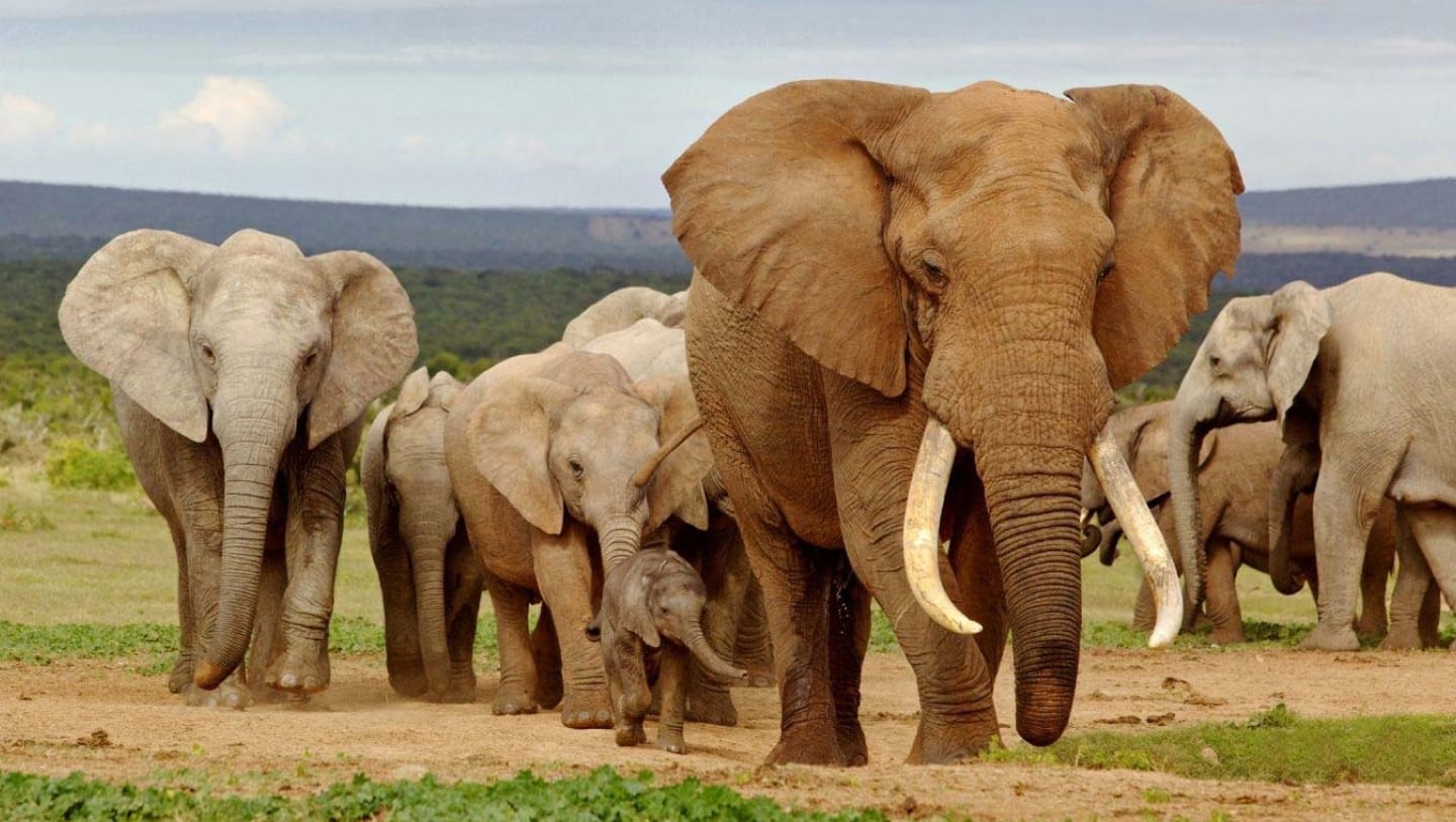 Namibia plans to kill more than 700 animals including elephants